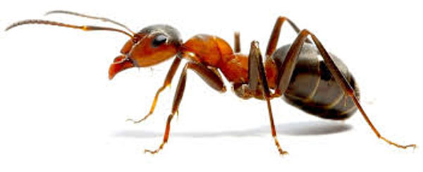 مصرف روغن مورچه برای نوزادان ، شیوه بدست آوردن روغن مورچه خارجی ، استفاده از روغن مورچه خارجی برای نوزادان