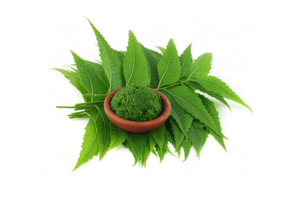 برگ چریش