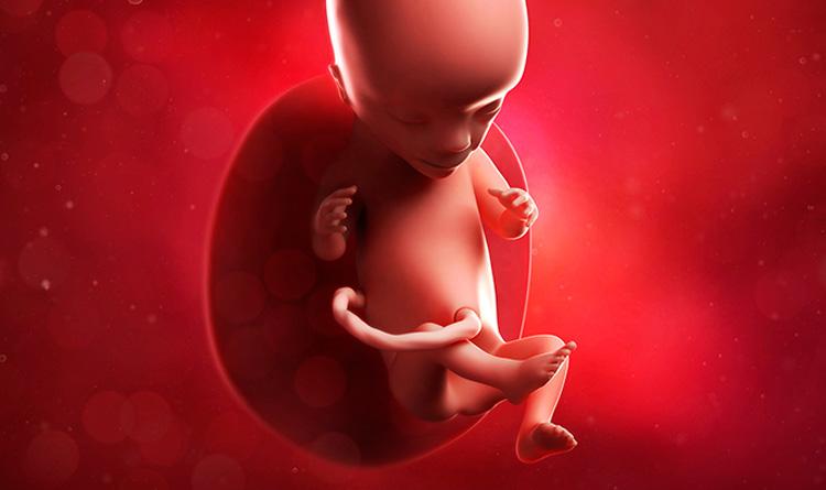 جنین در داخل رحم و حرکت آن در طول 9 ماهه بارداری