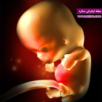 هفته هشتم بارداری - بارداری هفته به هفته