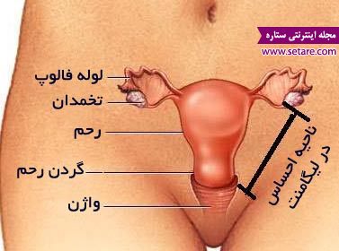 لیگامنت - درد لیگامان در بارداری