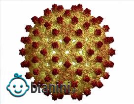 هپاتیت در خانم‌ها چگونه تشخیص داده می‌شود؟/ بیماری خطرناکی با نشانه‌های آنفلوآنزا