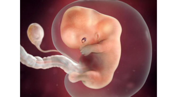 تصویر جنین در هفته نهم بارداری