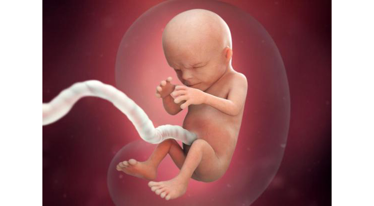 هفته چهاردهم بارداری و شکل جنین در رحم