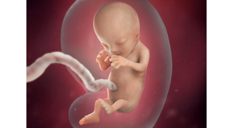 جنین در شکم مادر چگونه است؟  هفته دوازدهم بارداری