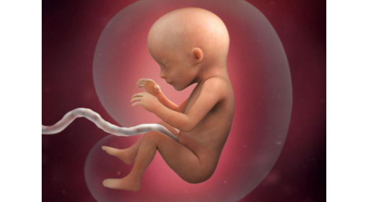 تصویر جنین در هفته هفدهم بارداری در سونوگرافی