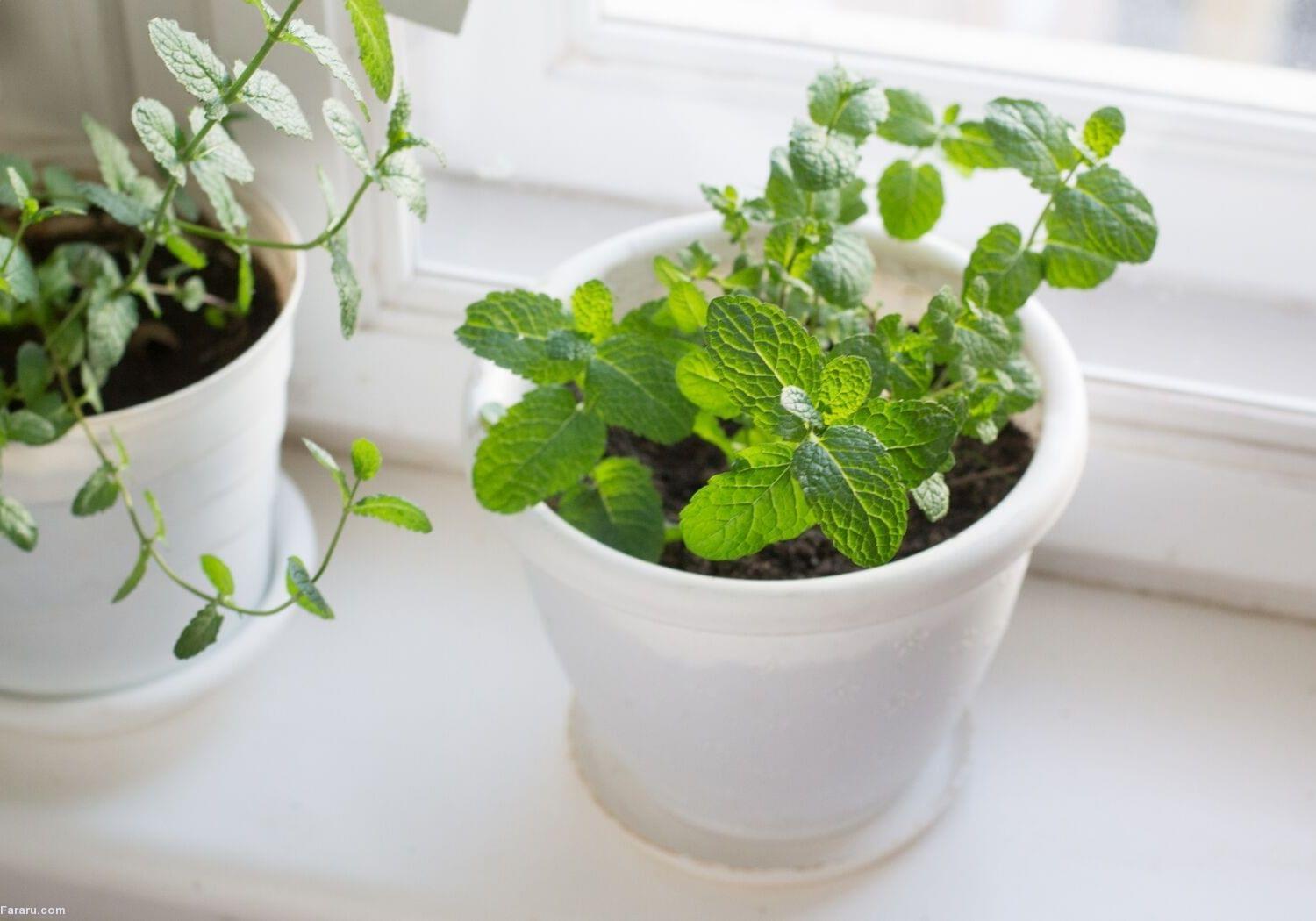 کدام سبزیجات را می‌توان در محیط آپارتمان پرورش داد؟