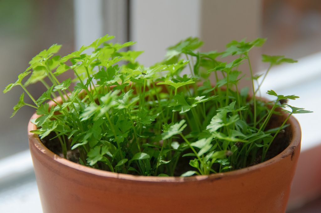 کدام سبزیجات را می‌توان در محیط آپارتمان پرورش داد؟