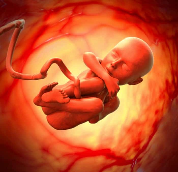 هفته 24 بارداری و حرکات جنین
