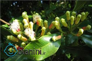 داروخانه سنتی/ با گل میخک دندانپزشک خود باشید!