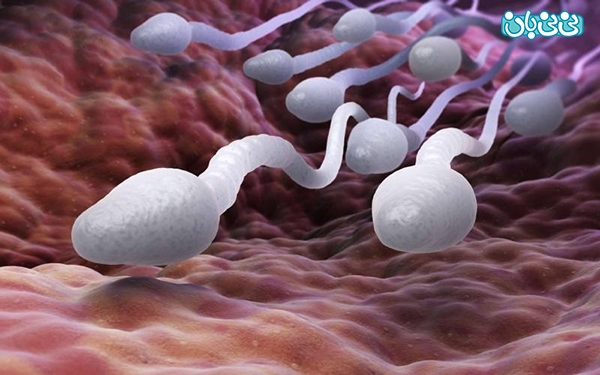 عوامل موثر بر کیفیت تخمک و اسپرم