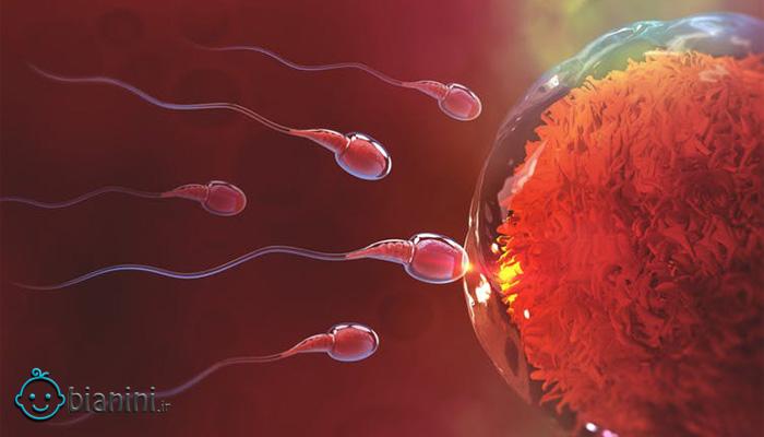 آیا احتمال بارداری با اسپرم خشک شده وجود دارد؟ پاسخ به سوالات خوانندگان