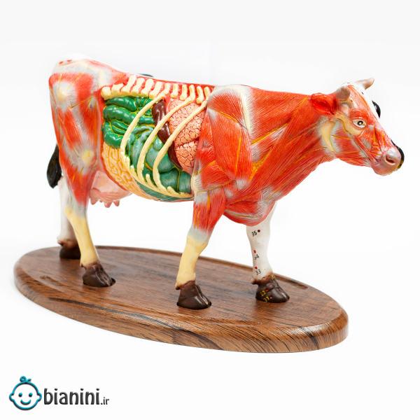 بازی آموزشی مدل مولاژ آناتومی گاو کد A022-Wooden