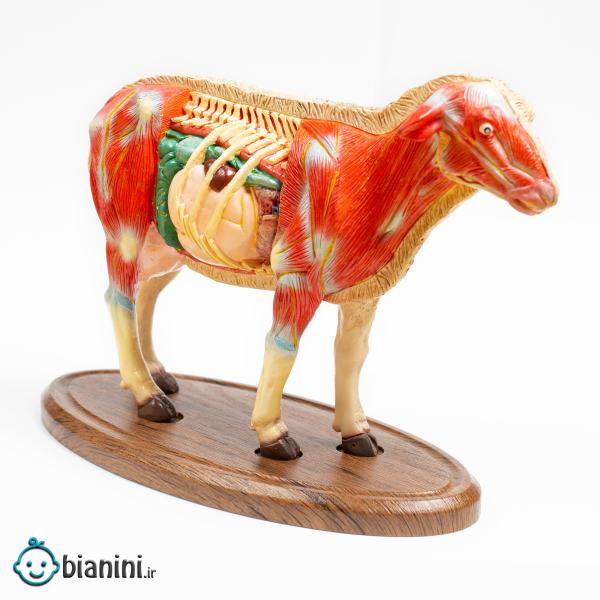 بازی آموزشی مدل مولاژ آناتومی گوسفند کد A021-Wooden