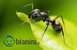 مورچه- عکس مورچه- خواب مورچه- زندگی مورچه- دانستنی ها