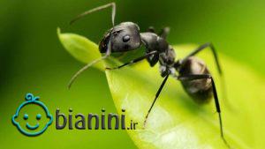 مصرف روغن مورچه برای نوزادان