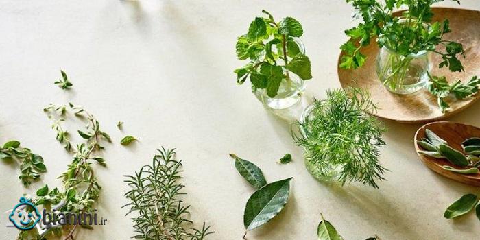 عرق رازیانه برای باردار شدن