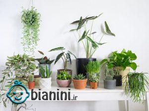 گیاهان خانگی شما آفت دارند؟